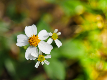 Ckise up grass flower on the field in the gardenの写真素材