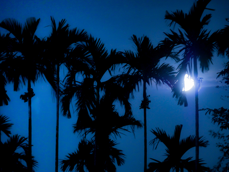 The night light with the shadow of plam tree and the moonの写真素材