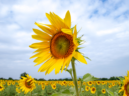 Isolated sunflower on the blue sky backgroundの写真素材