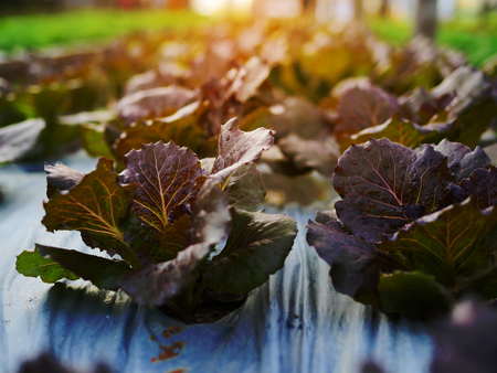 Close up fresh organic vegetable in the garden with orange light backgroundの写真素材