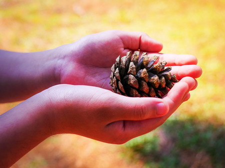 Two hands of the child give the plant seed in the national park with water backgroundの写真素材
