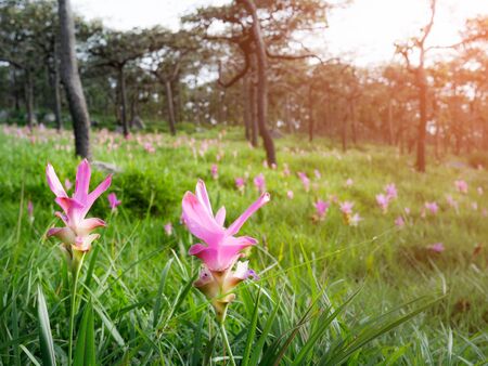 Zingiberaceae flower garden in Thailand at the morning time with forest backgroundの写真素材