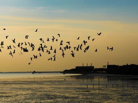 The group of the seagull were flying at the beach with orange sky backgroundの写真素材