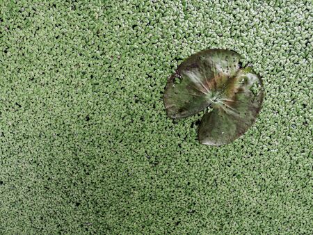 The lotus leave was on the duckgrass backgroundの写真素材