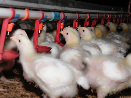 The small chicken were drinking water from feeding machine