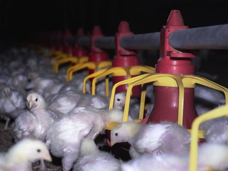 The small chicken were eating food from feeding machineの写真素材