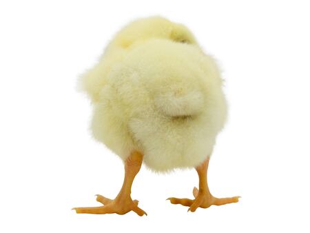 The isolated yellow chick with back side on white backgroundの写真素材