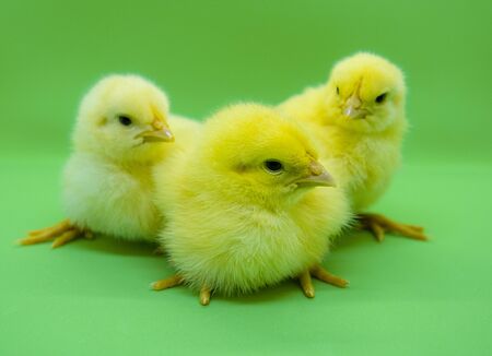 Isolated picture of yellow chick  group were sitting on green backgroundの写真素材
