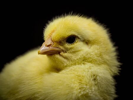 Isolated picture of chick head close up on black backgroundの写真素材
