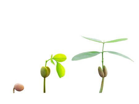The step of growth plants isolated picture on white background の写真素材