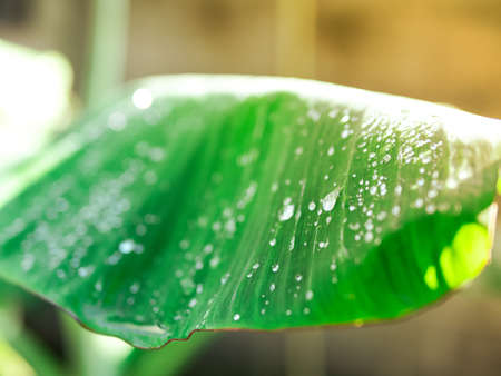 Water drop on the green banana leaf with yellow lightの写真素材