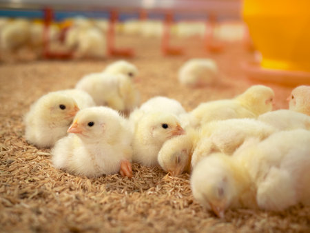 Yellow baby chickens were grrounding in the farm to started feeding in the chicken farm businessの写真素材