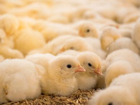 Yellow baby chickens were grrounding in the farm to started feeding in the chicken farm business picture with yellow light backgroundの写真素材