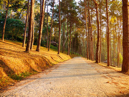 The outdoor scene of the pine park with yellow lightの写真素材
