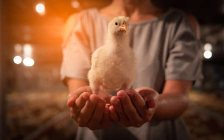 Chicken sit on the hand with yellow light in a farming business background.の写真素材
