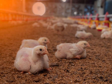 Chicken sit on the hand with yellow light in a farming business background.の写真素材