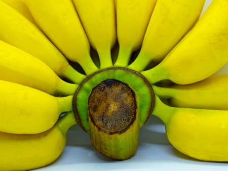 Yellow banana on the white background. Isolated picture of banana on the white background.の写真素材