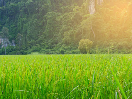 The gree rice field with mountain background and yellow light.の写真素材