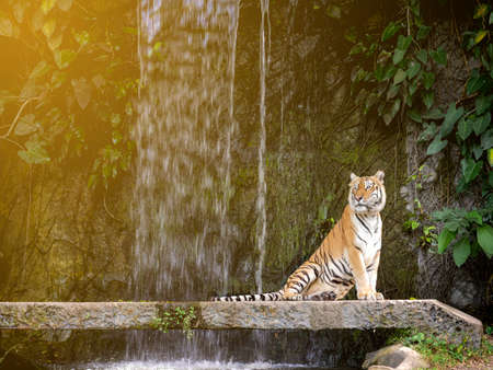 Tiger was sit on the ground and look over someting in the forest background with yellow lightの写真素材