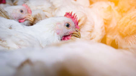 Close up white chicken living in the farming business with yellow light backgroundの写真素材
