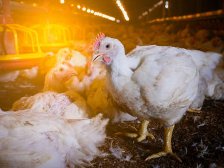 Close up white chicken living in the farming business with yellow light background
