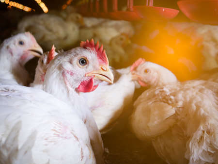 Close up white chicken living in the farming business with yellow light background