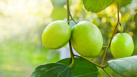 The close up picture of green jujube fruit in the garden with the yellow light in. the garden background.の写真素材