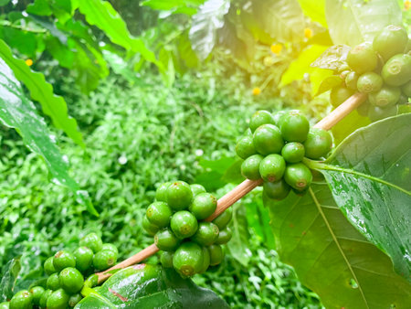 Green coffee beans ripening on tree in coffee plantation, Close up of coffee beans ripening on treeの写真素材