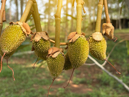 The green baby durian seasonal, start season of fruit with yellow light background.の写真素材