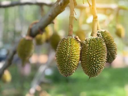 The green baby durian seasonal, start season of king of fruit with yellow light background.の写真素材