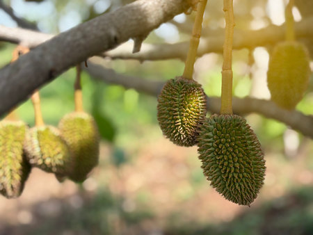 The green baby durian seasonal, start season of king of fruit with yellow light background.の写真素材