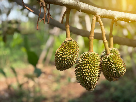 The green baby durian seasonal, start season of king of fruit with yellow light background.の写真素材