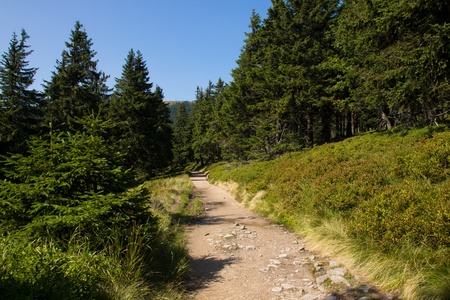 forest road in the mountains
