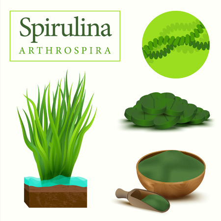 Set of spirulina algae, tablets, pills, powder and cells. Arthrospira seaweed dietary supplement image. Superfood vector illustrationのイラスト素材