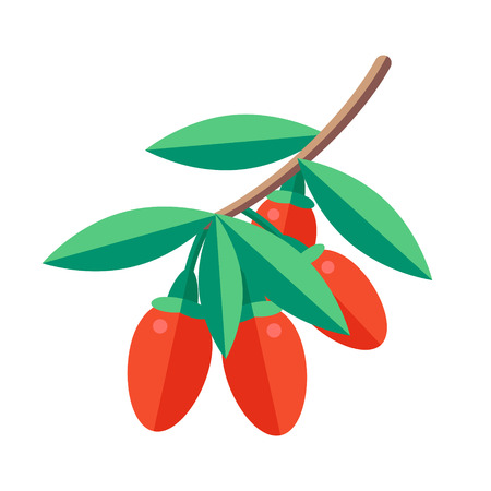 Goji berries vector illustration. Superfood wolfberry icon. Healthy detox natural product. Flat design organic food.のイラスト素材
