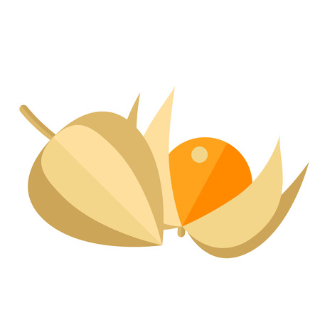 Physalis berries and leaves vector illustration. Superfood groundcherries icon. Healthy detox natural product. Flat design organic food.のイラスト素材
