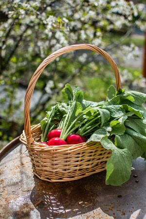 radish basket on the background of natureの写真素材