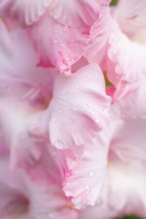 Delicate floral background - pink gladiolus with water drops. Macro shot. Women's Day. The concept of beauty and freshnessの写真素材