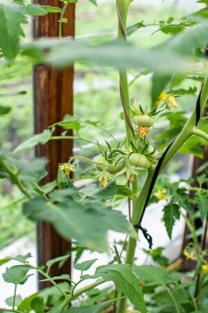 Green tomatoes on a branch. Shrub in the greenhouse. Gardening. Agriculture conceptの写真素材