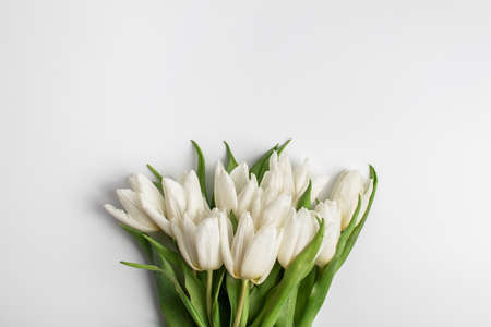 White tulips on a white background with space for text. Womens Day Spring Bouquet.の写真素材