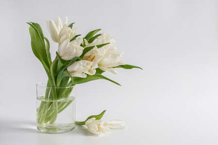 White tulips in a vase on a white background with space for text. Womens day Spring bouquet.