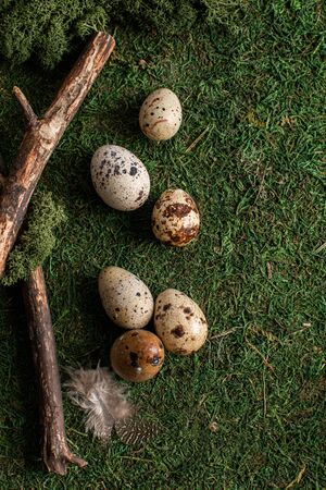 Easter card. Quail eggs on the background of moss and bark. Copy space. Spring conceptの写真素材