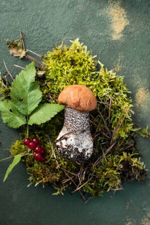 White mushroom on a beautiful background of moss with litter and berries. Boletus. Autumn card. Close upの写真素材