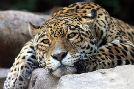 Leopard resting