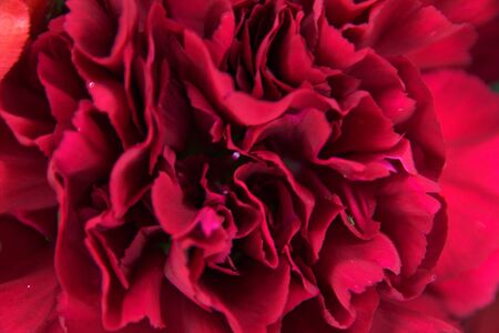 Marco pictures of a red flowerの写真素材