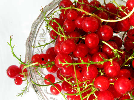 the photo shows sprigs of red currantsの写真素材