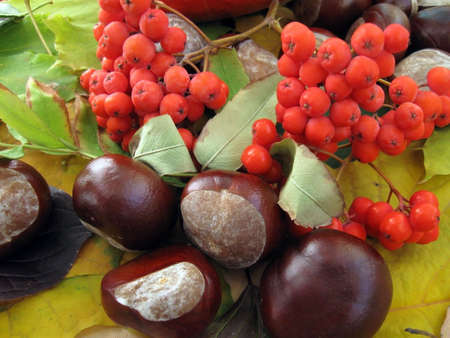 The fruits of chestnut and rowan on the background of autumn leavesの写真素材