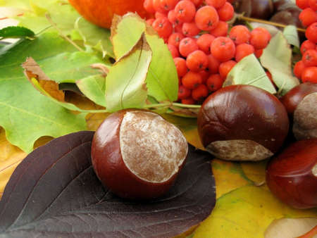 The fruits of chestnut and rowan on the background of autumn leavesの写真素材