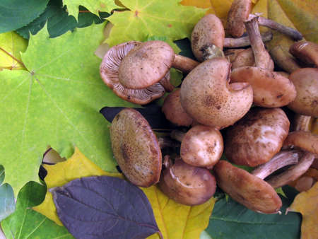 Freshly picked mushrooms in the backdrop of autumn leavesの写真素材