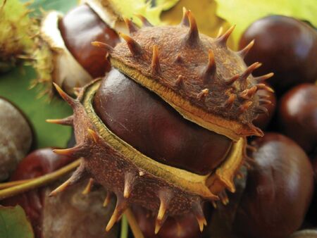 The fruit of the chestnut has fallen from the tree and the jarの写真素材
